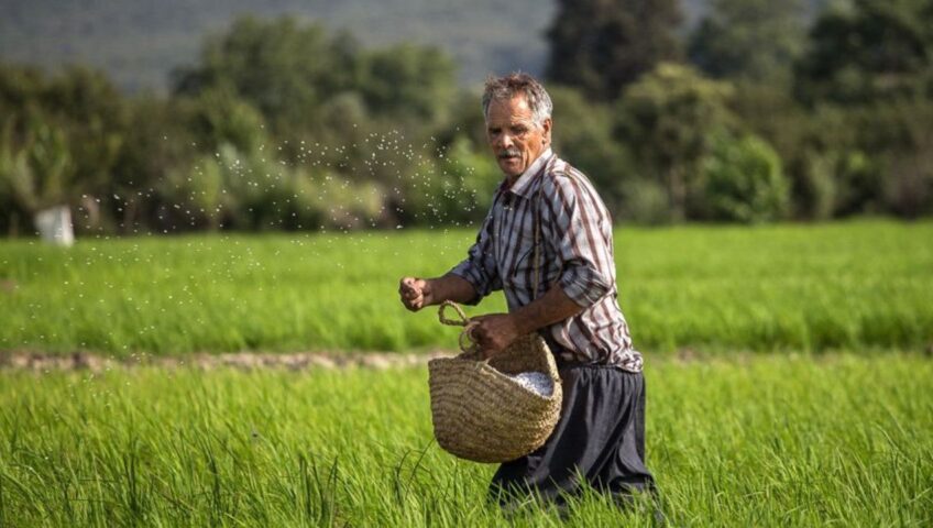 کشاورز مازندرانی