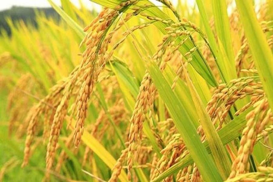 کاشت برنج ایرانی