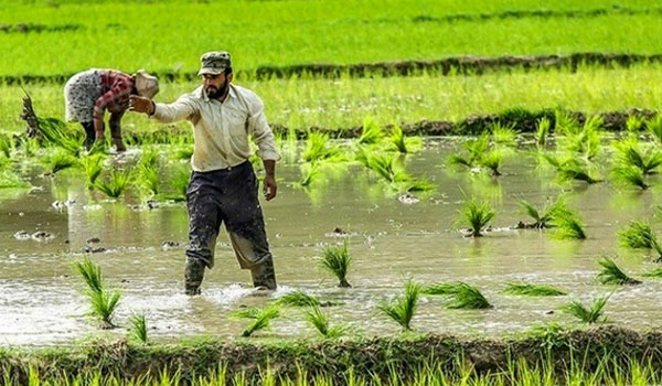 مراحل-کاشت-برنج