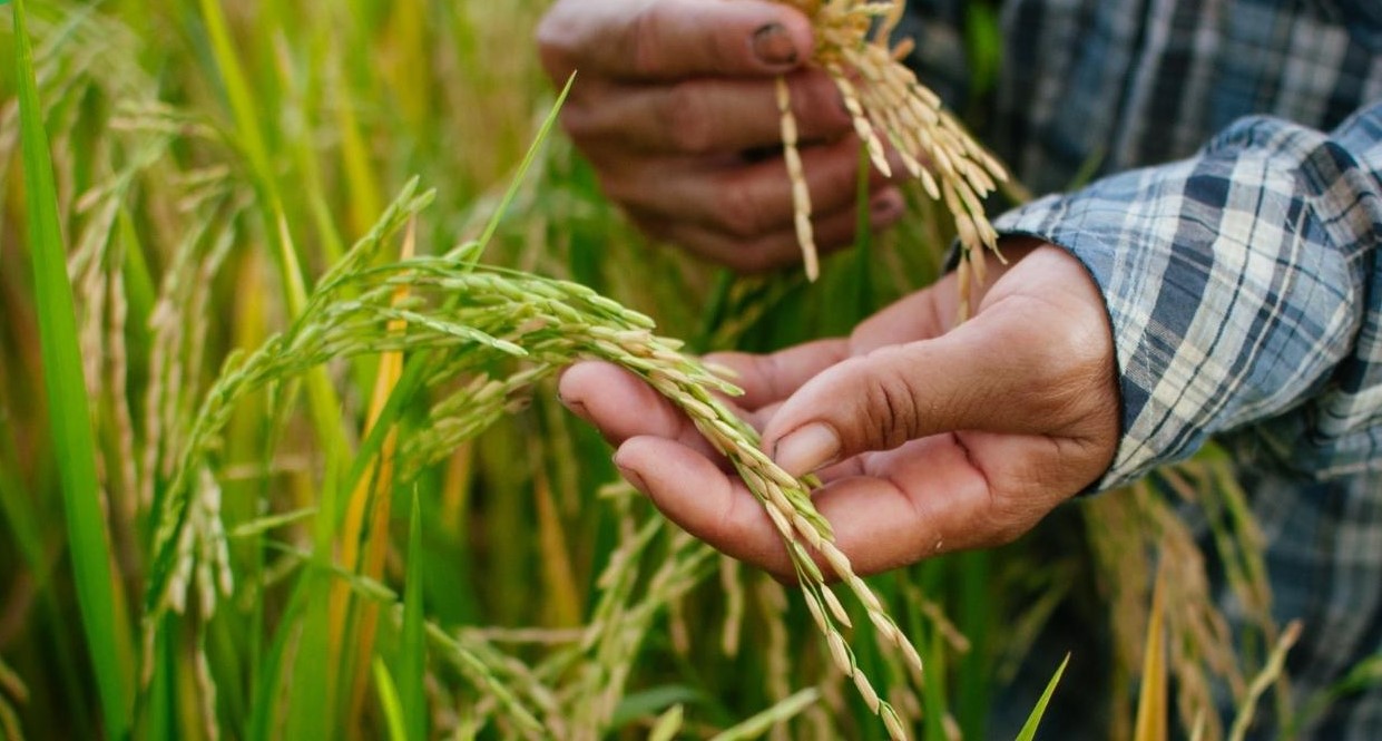 کاشت برنج ایرانی brnj.ir